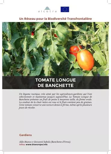 Fiche information tomate de banchette