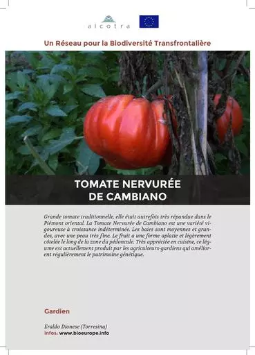 Fiche information tomate nervuree de cambiano 1