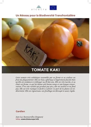 Fiche information tomate kaki