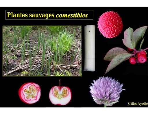 Plantes sauvages comestibles conference 20112