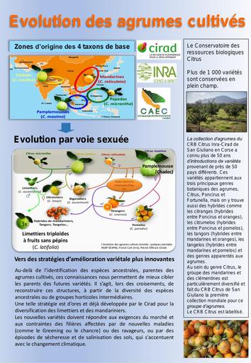 Poster+Evolution+des+agrumes+cultivés