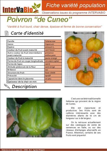 Poivron de Cuneo