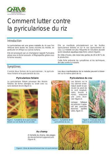Ftec riz pyriculariose