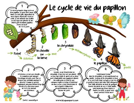 Cycle de vie papillon