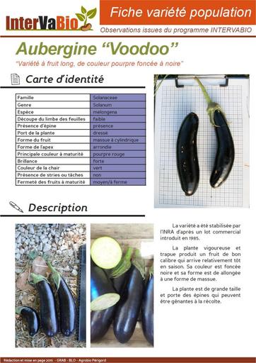 Aubergine VooDoo