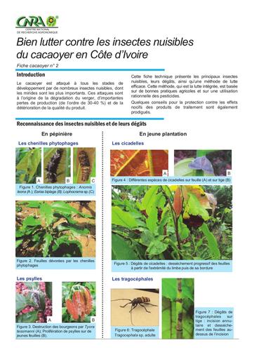 CNRA cacao2 lutte insectes