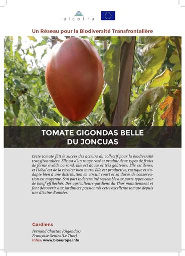 Fiche information tomate gigondas