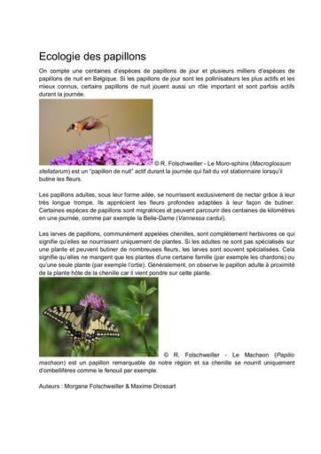 Article4 ecologie des papillons 2
